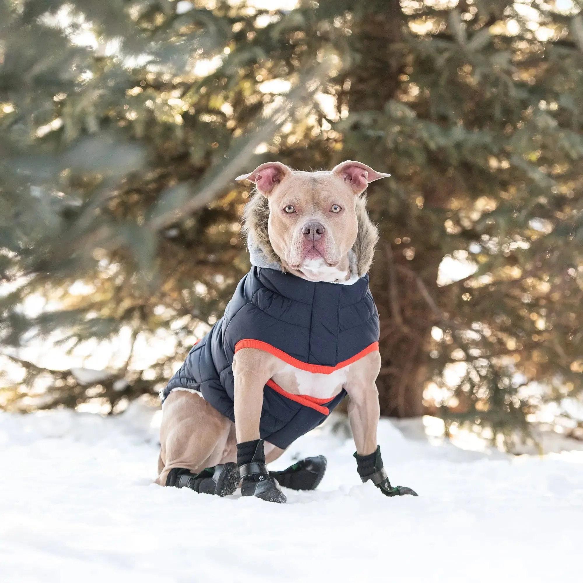Winter Sailor Dog Parka | Navy