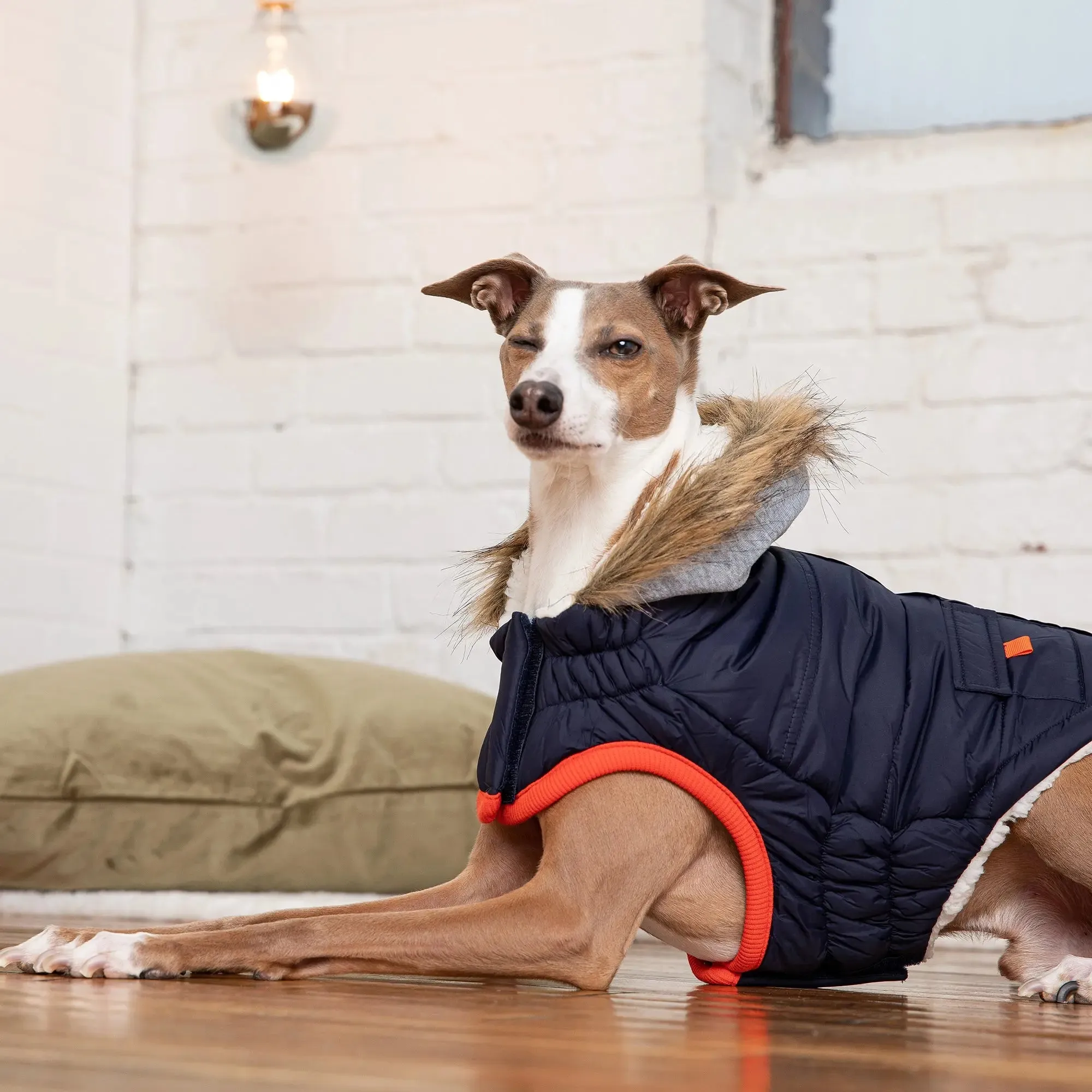 Winter Sailor Dog Parka | Navy